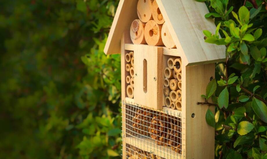 Rola domków dla zapylających owadów w utrzymaniu równowagi ekologicznej