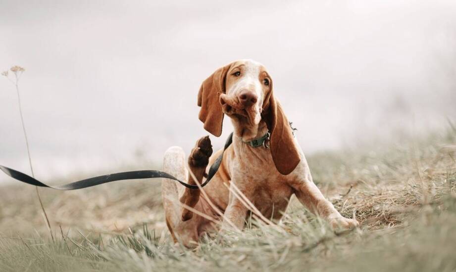 Reproduktor włoski wyżeł: jakie zdrowotne badania są niezbędne?