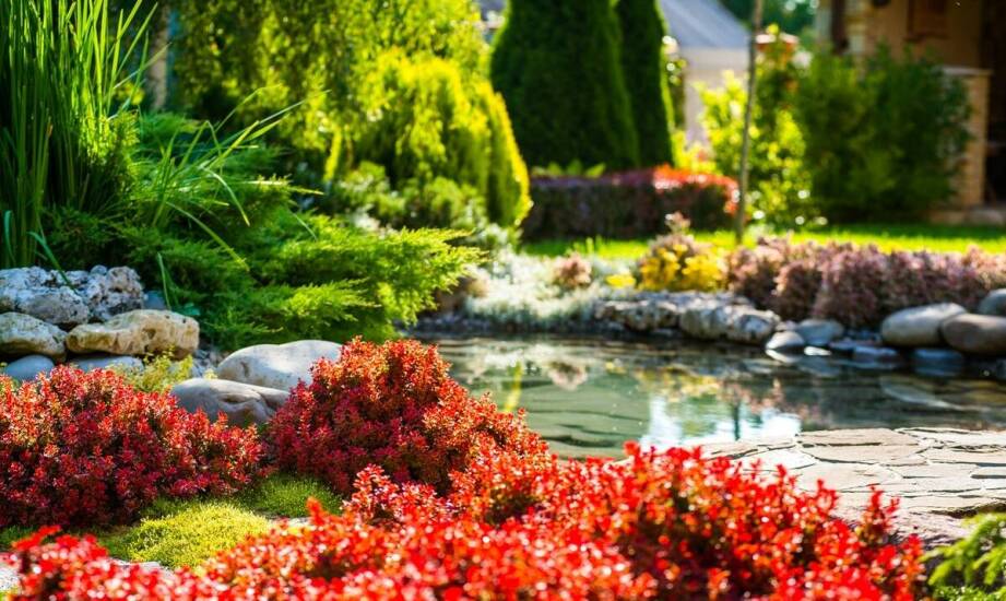 Jak niskie iglaste krzewy mogą być wykorzystane w ogrodach skalnych?