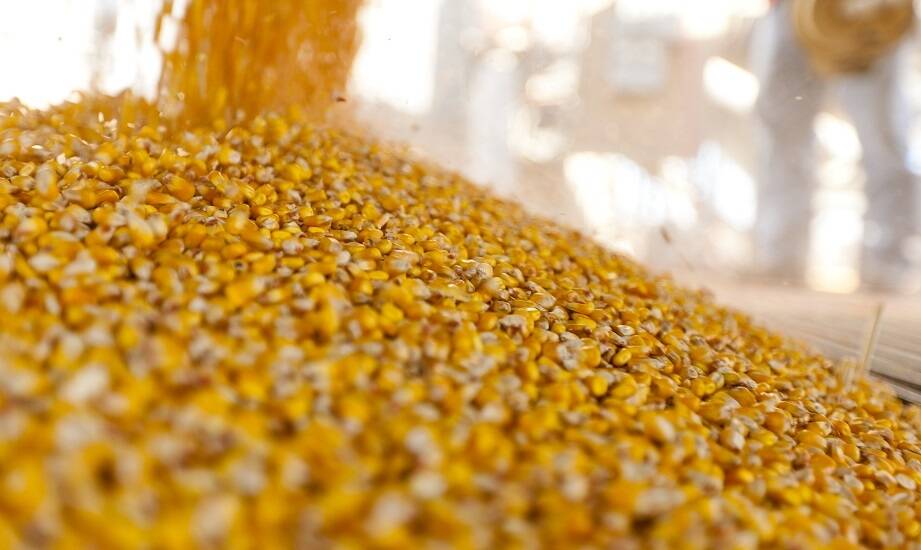 Rola przechowywania w zapewnieniu wysokiej jakości nasion do siewu kukurydzy