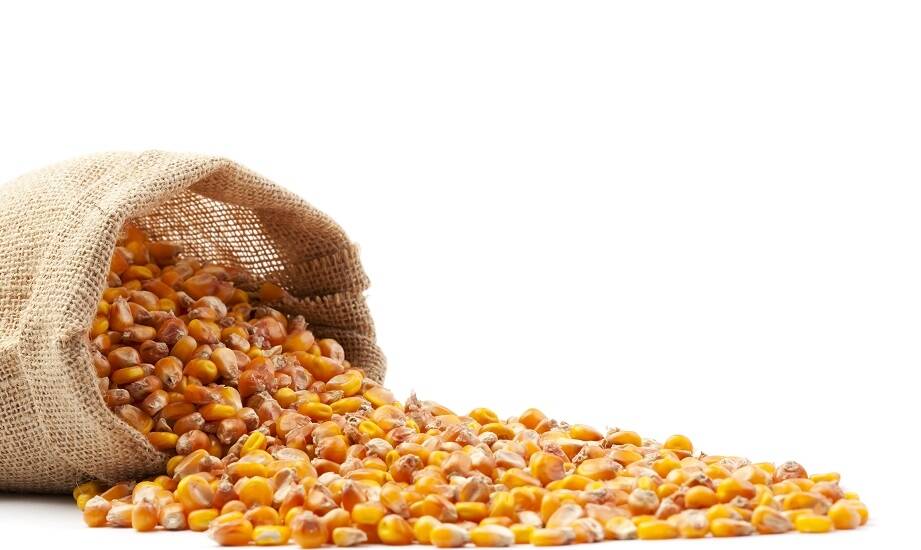 Dlaczego warto inwestować w kukurydzy nasiona?