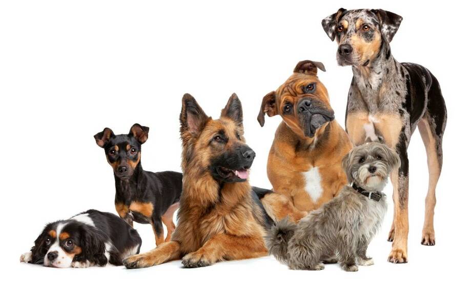 Wyjątkowe wzory bezuciskowych szelek dla psa: jak podkreślić charakter swojego pupila?