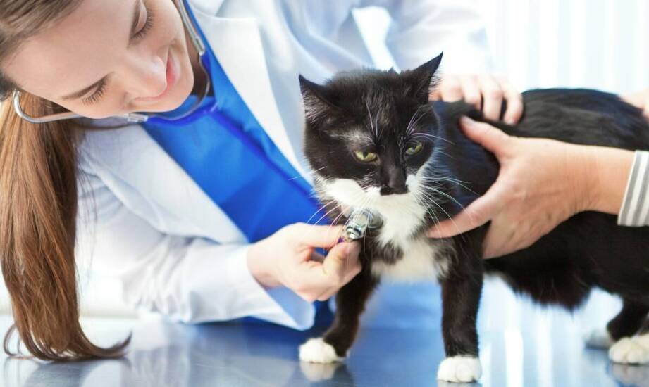 Jakie są kluczowe aspekty weterynaryjnej opieki w hodowlach rasowych kotów?