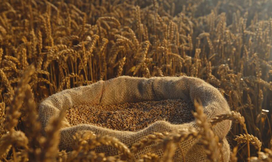 Zrównoważony rozwój dzięki efektywnemu zarządzaniu zbiorów zbóż