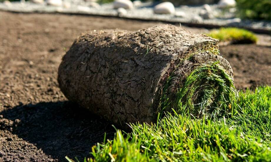 Jak szybko cieszyć się zielenią dzięki zastosowaniu trawy z rolki?