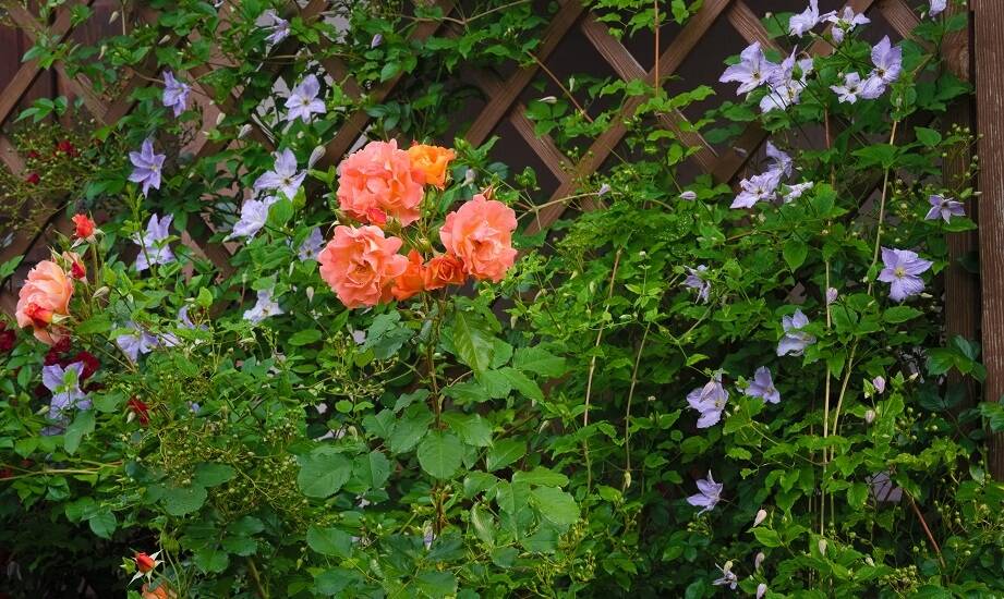 Jakie są zalety posiadania clematisów w przydomowym ogrodzie?