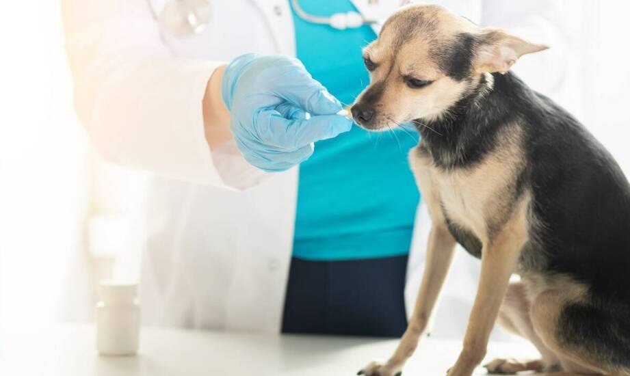 Rola suplementacji diety w profilaktyce skrętu żołądka u psów