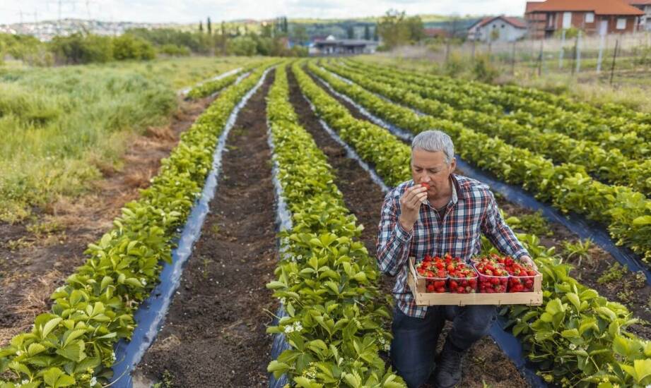 Wpływ ekologicznych metod uprawy na jakość truskawek sadzonek