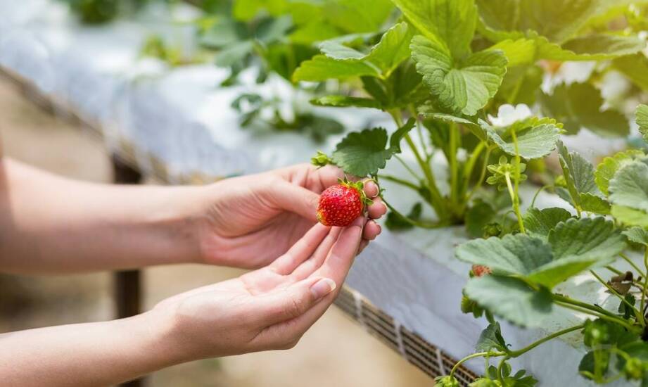 Porównanie różnych typów sadzarek do truskawek pod kątem ich wydajności