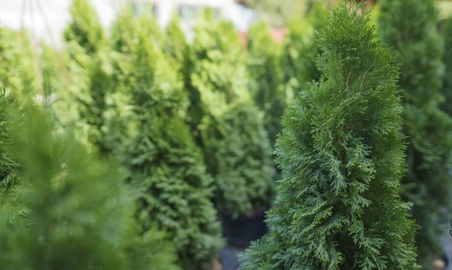 Wybór drzewek do sprzedaży hurtowej – co oferuje rynek?