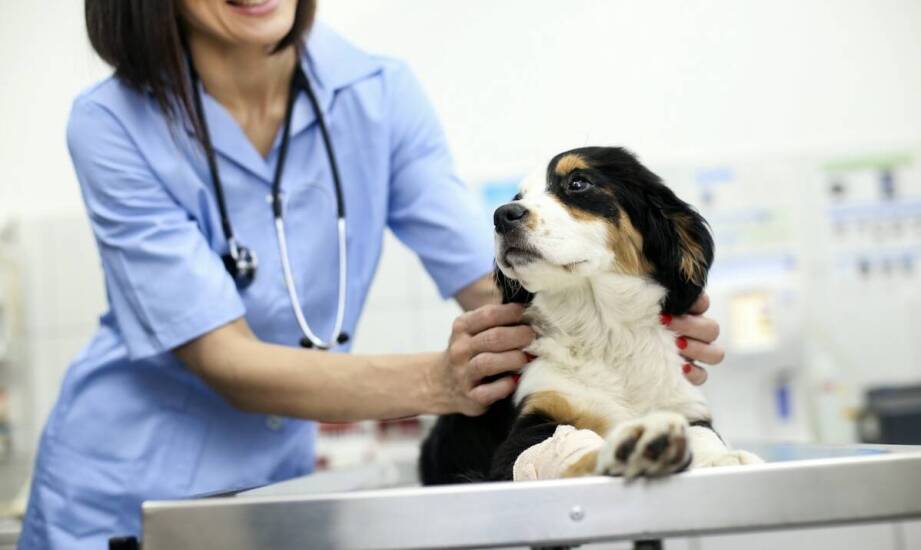 Weterynarz dla psa: jak postępować w nagłych przypadkach urazu?