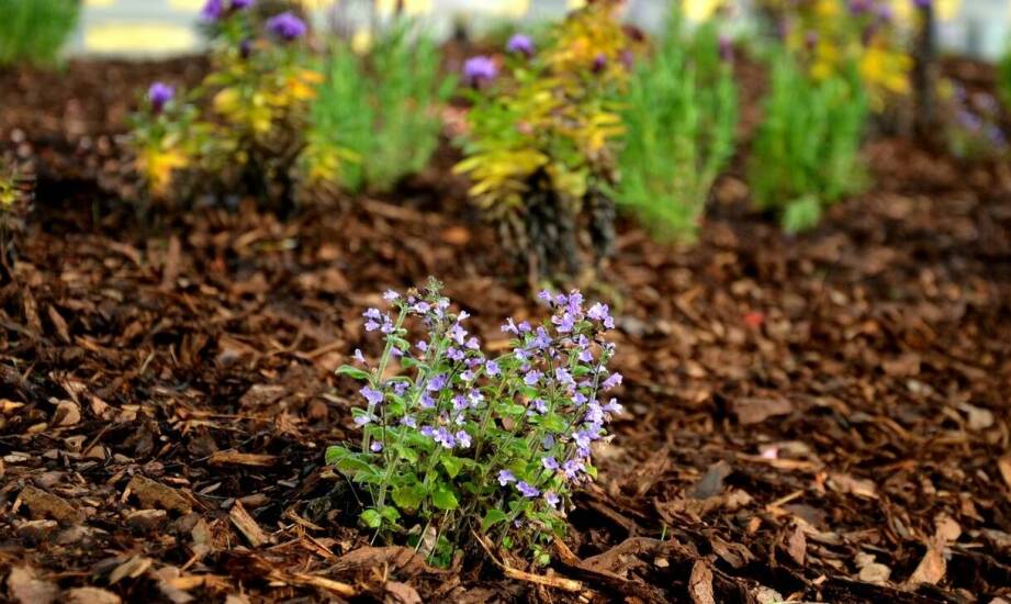 Jak dobrać odpowiednią grubość warstwy sosnowej kory do potrzeb ogrodu?