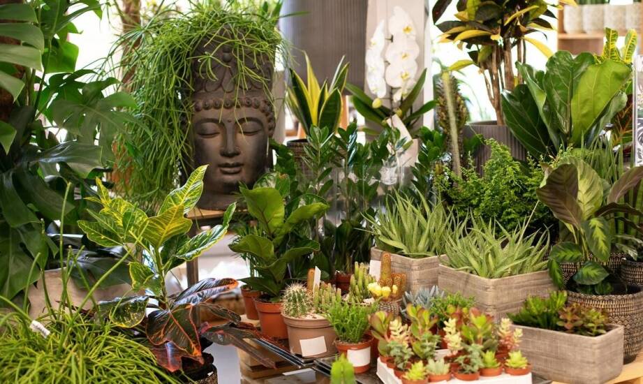 Najlepsze praktyki w pielęgnacji tropikalnych roślin w mieszkaniu