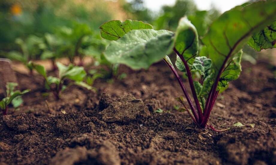 Dlaczego warto wybierać ekologiczne truskawkowe sadzonki?