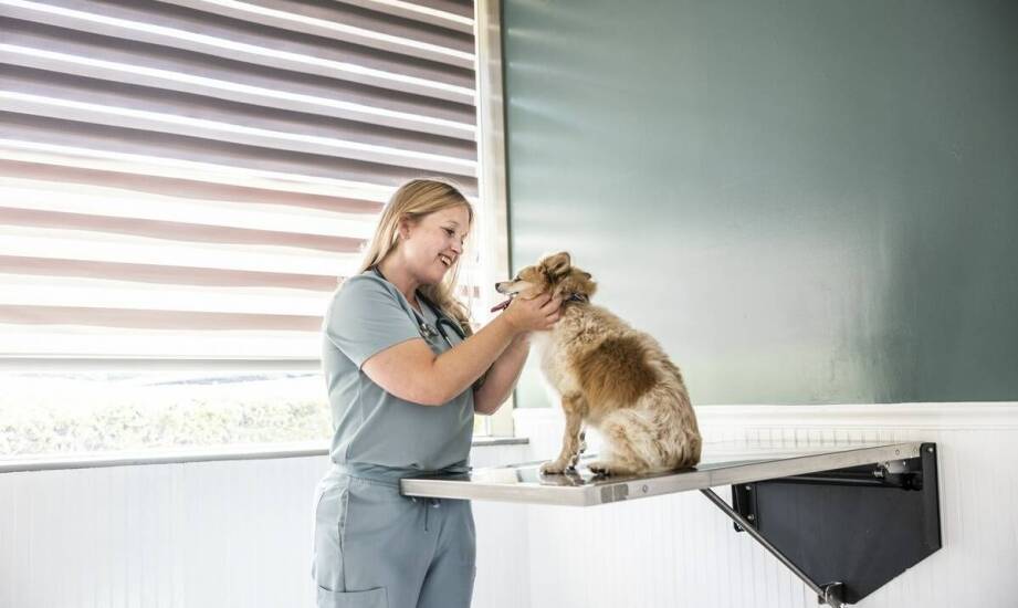 Jak ortopeda weterynarz ocenia potrzebę operacji u zwierząt z problemami stawowymi?