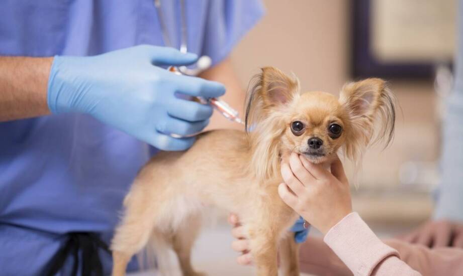 Jak weterynarz w Warszawie zabezpiecza zwierzęta przed chorobami zakaźnymi?