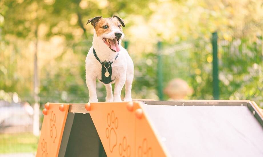 Jak przygotować psa do uczestnictwa w sportowych zajęciach posłuszeństwa?