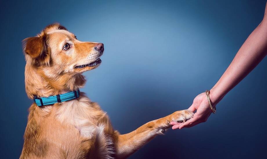 Rola opiekuna w procesie terapii behawioralnej dla psa