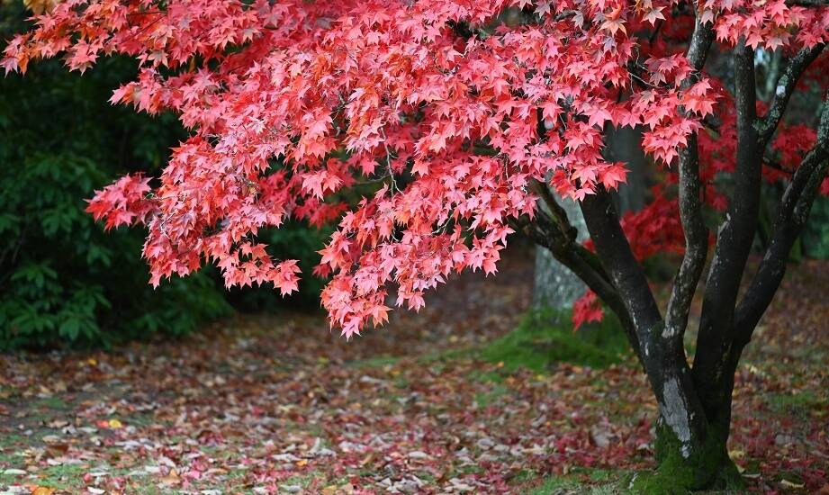 Klony na pniu w designie ogrodu: Jak wprowadzić elegancki subtelny akcent?