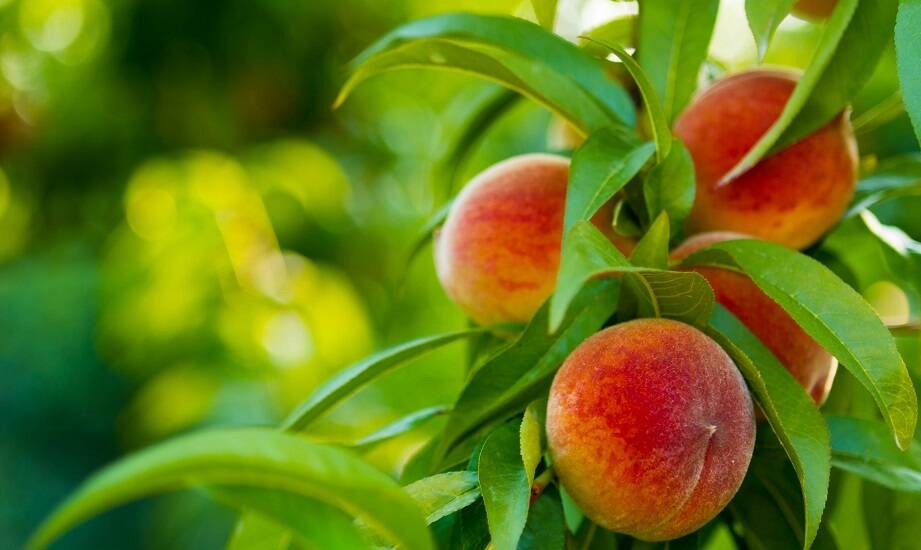 Jakie odmiany kolumnowych drzew owocowych najlepiej rosną na słonecznych stanowiskach?