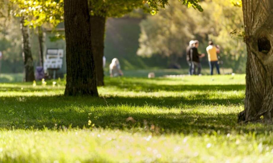 Rola dużych drzew w regulacji temperatury w otoczeniu