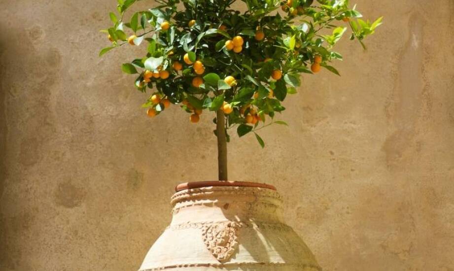 Wybór ceramicznych i terakotowych doniczek dla eleganckiego ogrodu