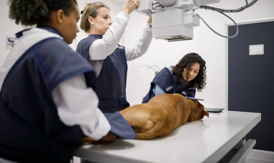 Jakie techniki są stosowane w laseroterapii dla poprawy jakości życia zwierząt?