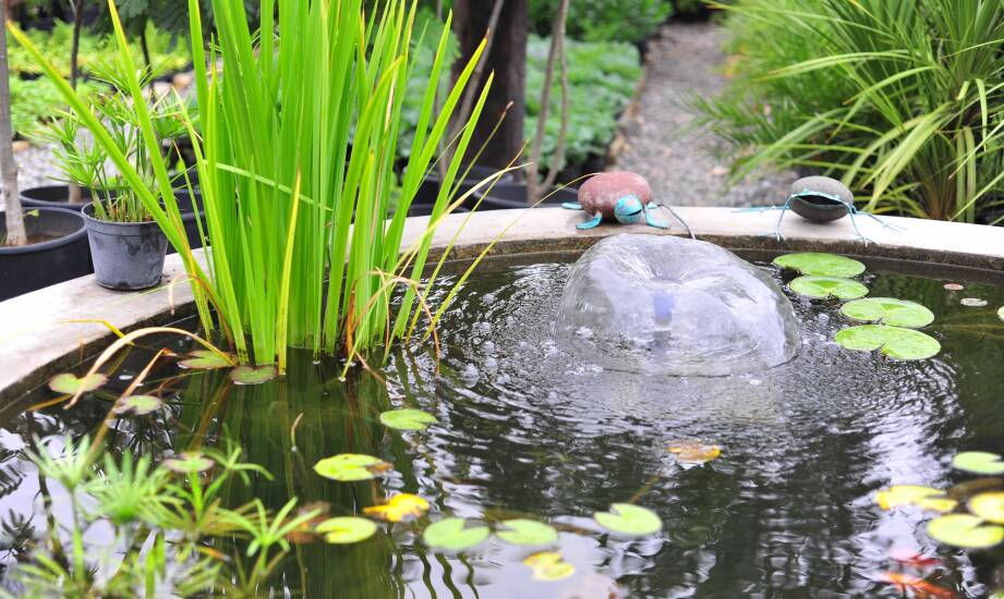 Jakie produkty do pielęgnacji wodnych oczek oferuje duży zoologiczny sklep?