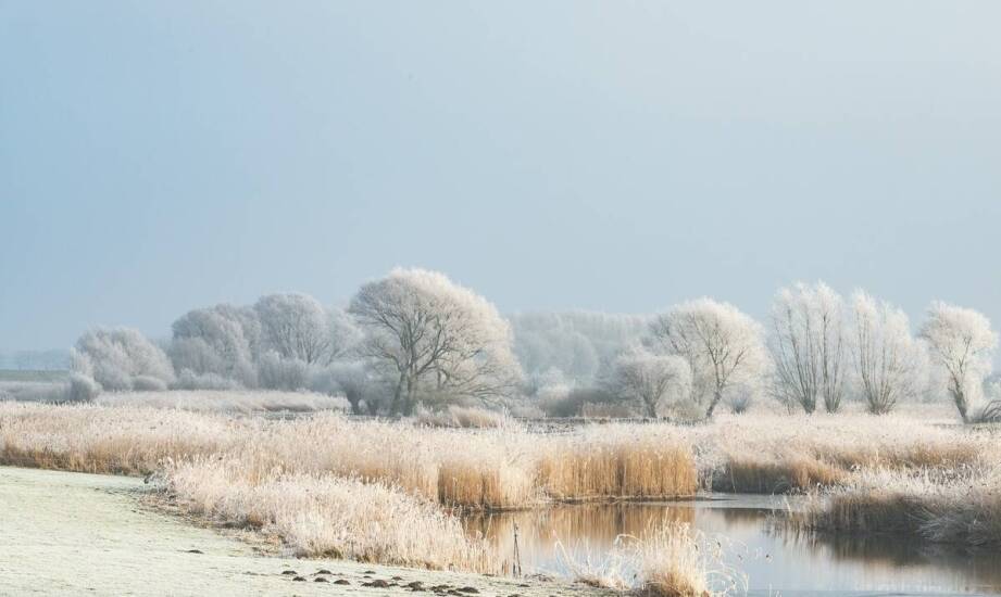 Kiedy i jak często dokarmiać dzikie ptaki w ciągu roku?