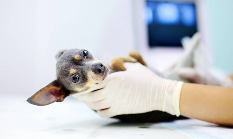 Dlaczego regularne badania USG są kluczowe dla zdrowia reprodukcyjnego Twojego zwierzaka?