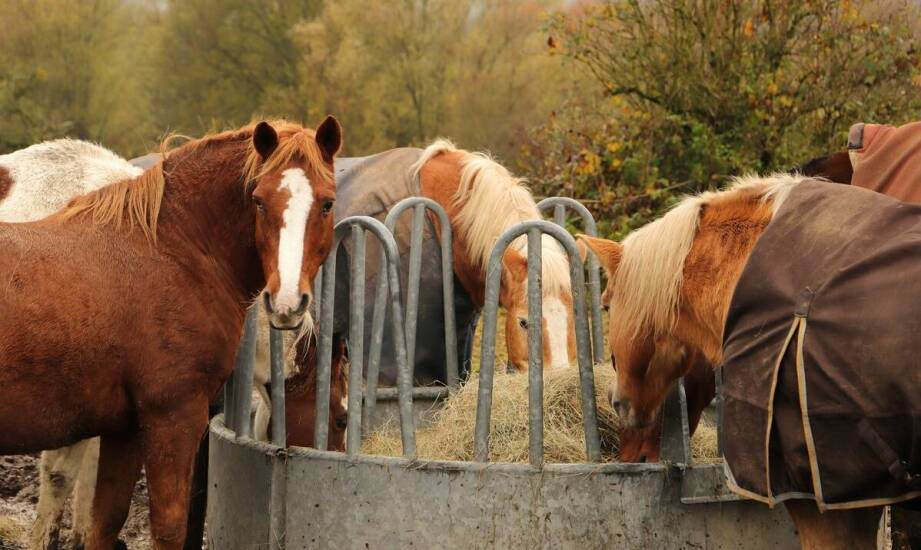 Jak kursy jeździeckie dla dorosłych wpływają na rozwój jeździeckich umiejętności?