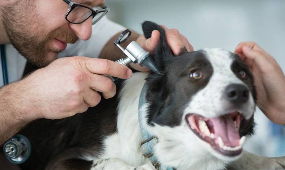 Znaczenie profilaktyki w zapobieganiu usznym infekcjom