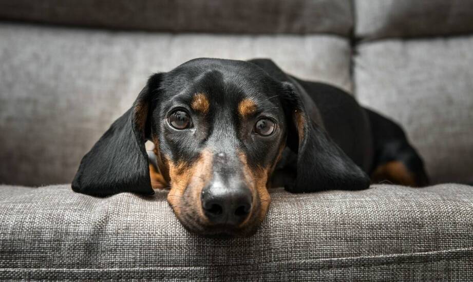 Jak rozpoznać pierwsze objawy problemów trawiennych u psów?