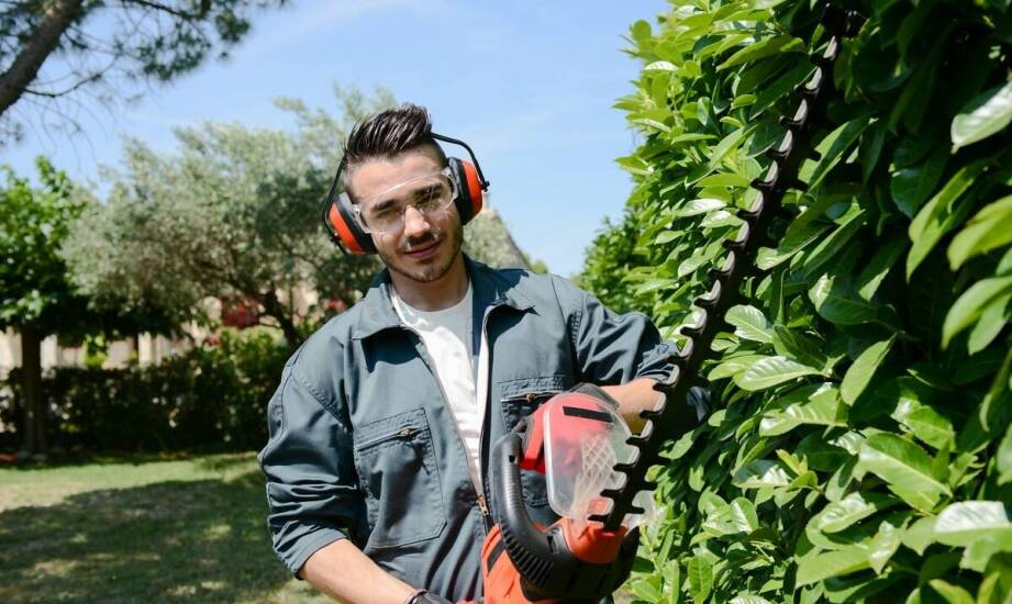 Bezpieczne usuwanie szerszeni gniazd: co warto wiedzieć?