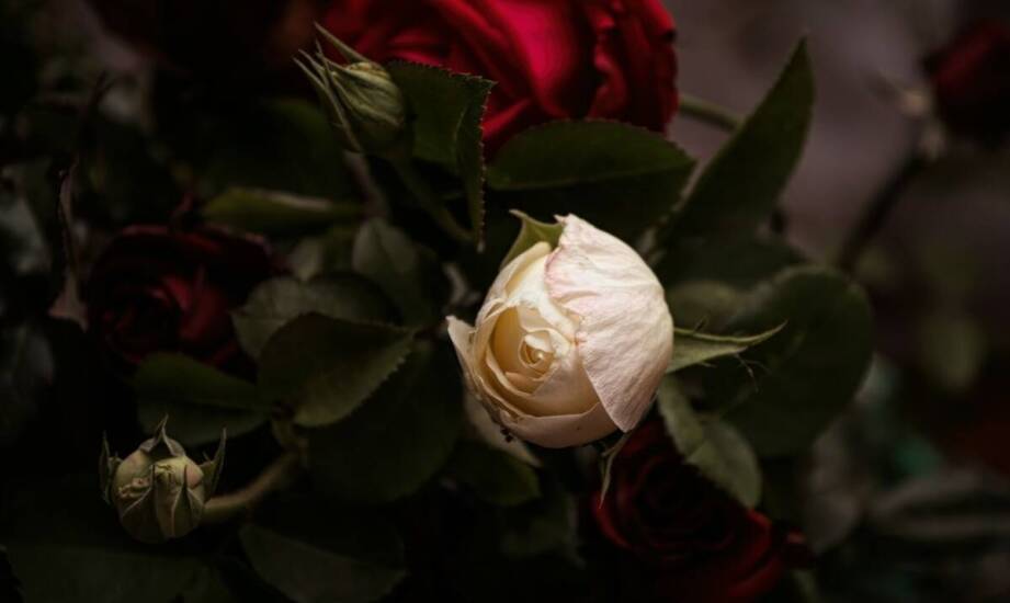 Jak wybrać idealne wyrobowe róże do kompozycji kwiatowych?