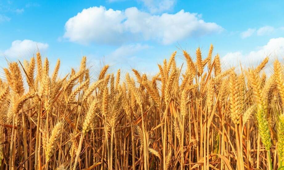 Jary jęczmień a jego znaczenie w płodozmianie