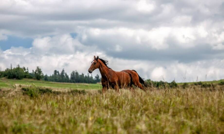 Tereny do jazdy konnej w Poznaniu: Dokąd warto się wybrać?