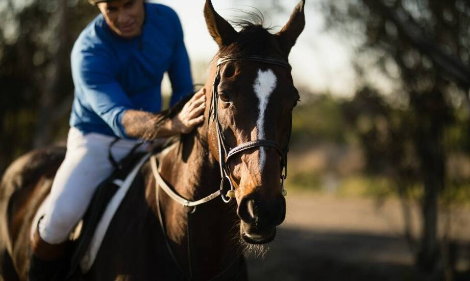 Długodystansowe rajdy z arabskimi końmi: Przygotowanie i wyzwania