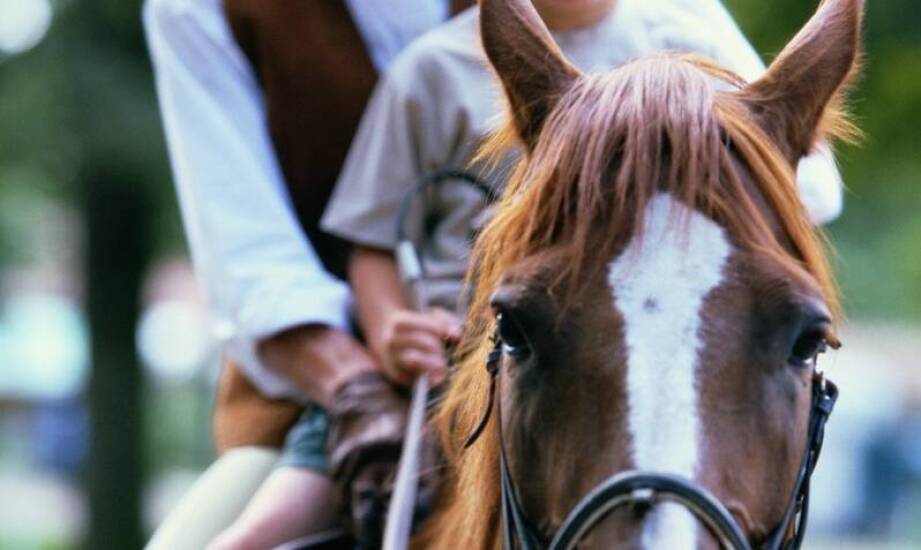 Stajnie w Poznaniu: Jak promujemy odpowiedzialność i szacunek w jeździectwie?