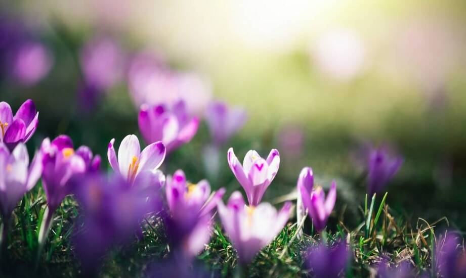 Odczulanie a alergia na pyłki: jakie są efekty tej terapii?