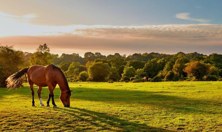 Terenówki na końskim grzbiecie: Dlaczego warto spróbować w Poznaniu?