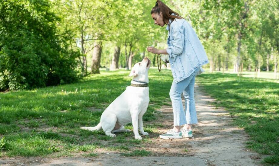 Podstawowe zasady współpracy z behawiorystą dla psa