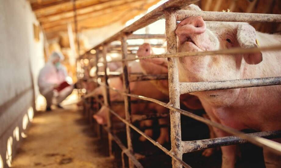 Jakie korzyści przynosi stosowanie bioasekuracyjnych bram w walce z ASF?