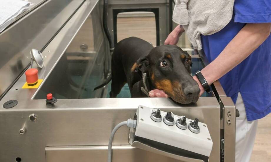 Fizyczna rehabilitacja jako wsparcie zdrowia zwierząt w Elblągu