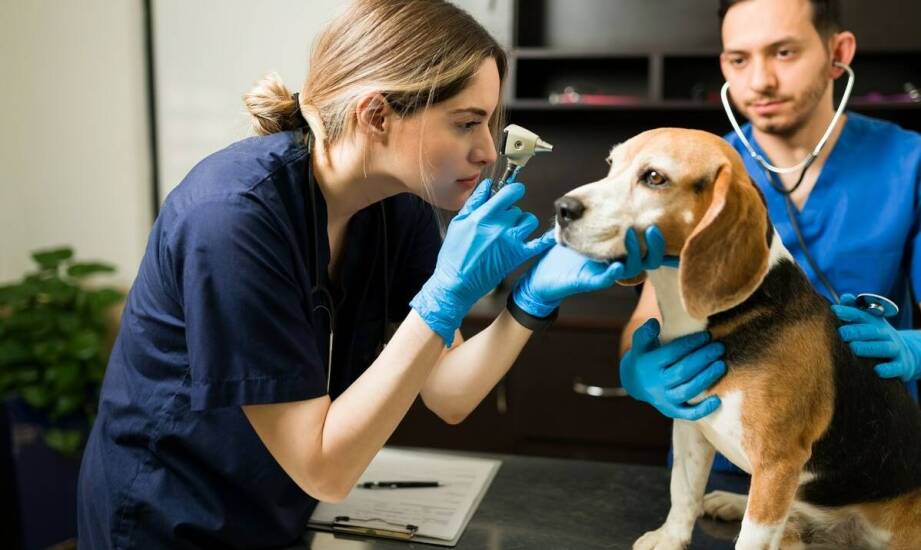 Najczęstsze mity na temat kastracji zwierząt – co jest prawdą?