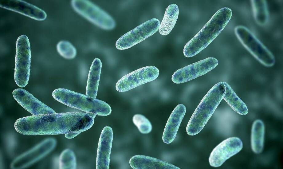 Jakie bakterie szczepów regulują perystaltykę jelit u dorosłych?