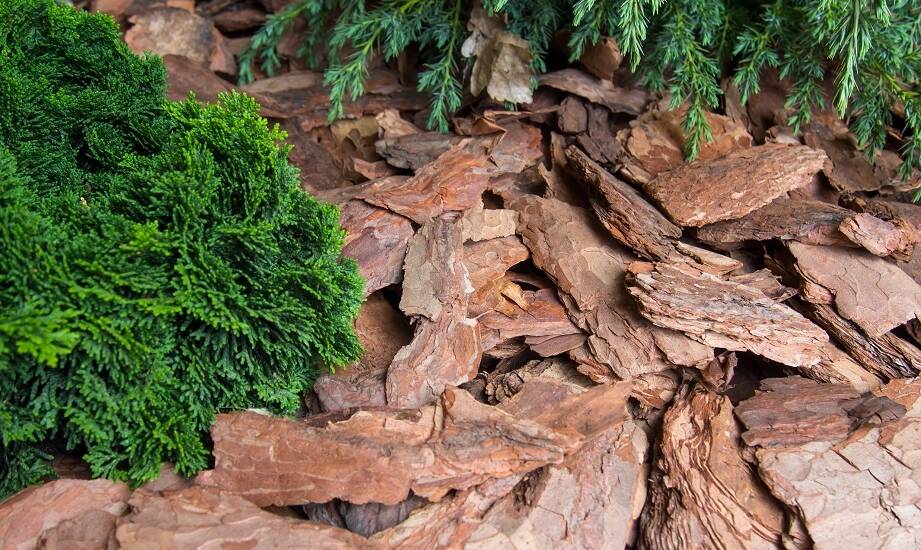 Zastosowanie drzewnej kory w ogrodnictwie – kluczowe zalety