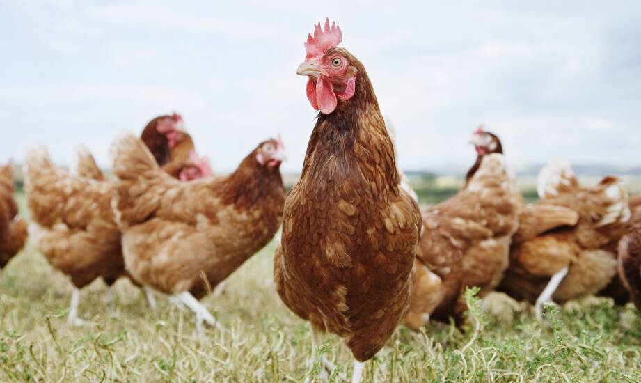 Jaka maszyna do skubania drobiu zapewni wydajność 6000 szt./h?