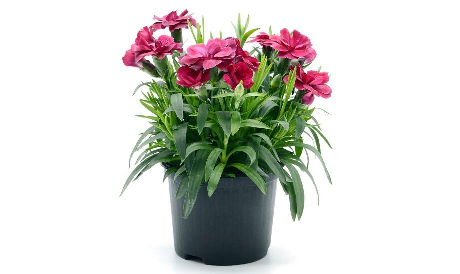 Goździki jako element dekoracji eventowych: jak wybrać odpowiedni bukiet?