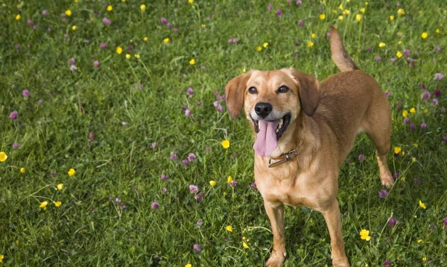 Jak dopasować dysk do indywidualnych potrzeb dla małych psów?